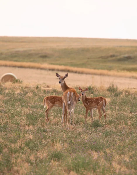 Doe com dois fawns em Saskatchewan cênica — Fotografia de Stock