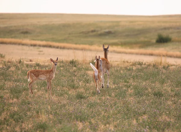 Doe con dos cervatillos en el pintoresco Saskatchewan — Foto de Stock