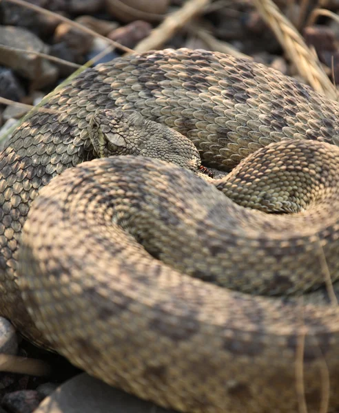Saskatchewan yol kenarında kıvrılmış çıngıraklı yılan — Stok fotoğraf
