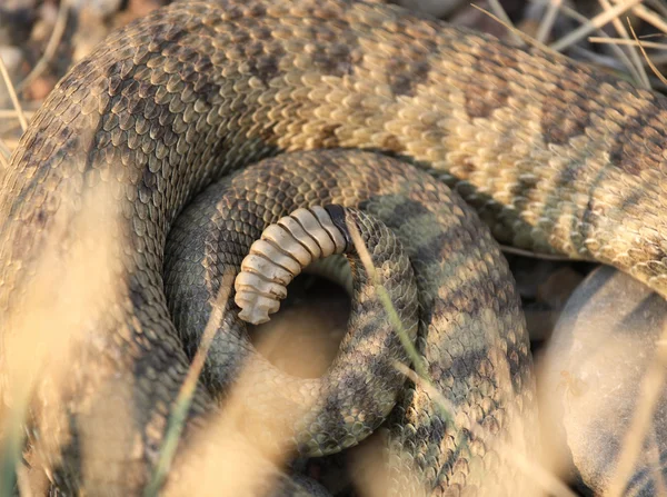 Saskatchewan yol kenarında kıvrılmış çıngıraklı yılan — Stok fotoğraf