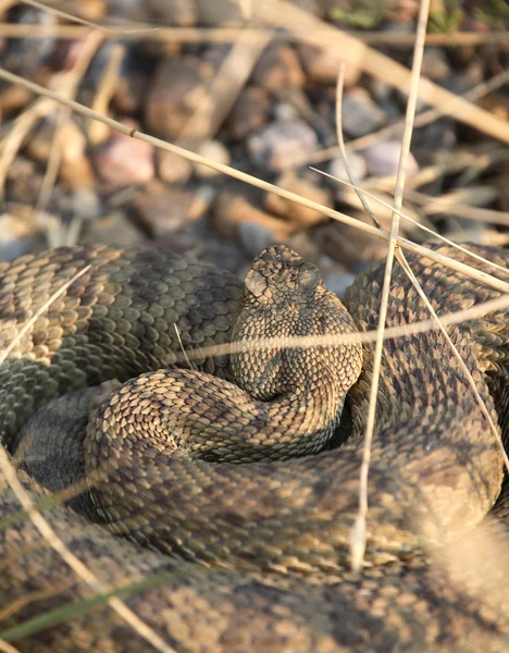 响尾蛇卷曲在萨斯喀彻省道旁边 — 图库照片