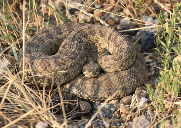 Serpiente de cascabel rizada junto a un camino de Saskatchewan —  Fotos de Stock