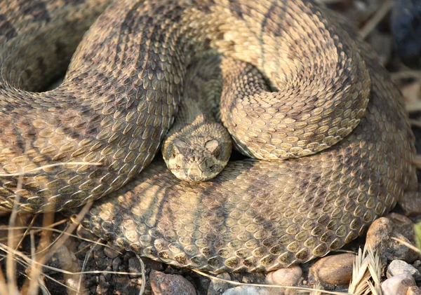방울뱀은 서스캐처원도로 옆에 웅크리고 — 스톡 사진