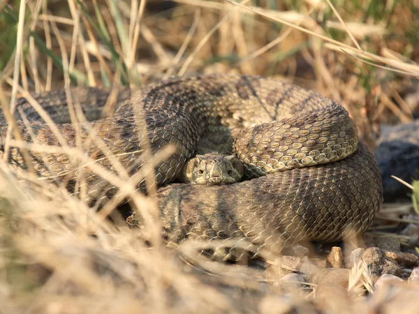Гримуча змія, згорнувшись біля дороги Саскачеван — стокове фото