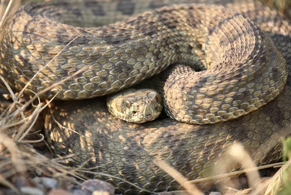 Rattlesnake curled beside a Saskatchewan road — Stock Photo, Image