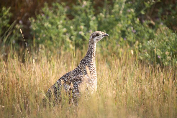 Grouse de cauda afiada na grama nativa de Saskatchewan — Fotografia de Stock