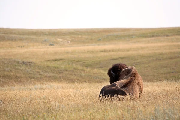 Bison se reposant dans un champ de la Saskatchewan . — Photo