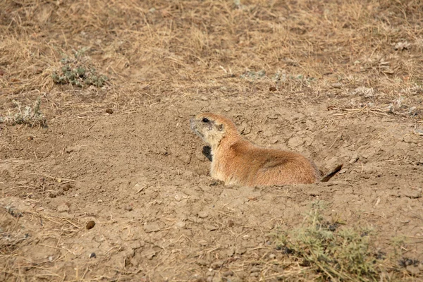 Prairie hond op de loer liggen in schilderachtige saskatchewan — Stockfoto