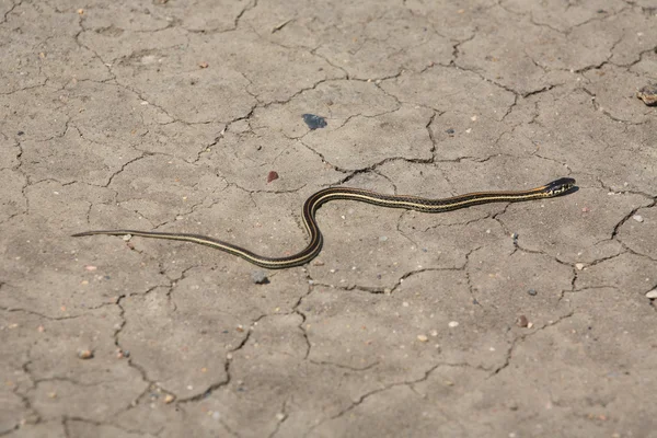 Baby garter snake crossing a Saskatchewan road — Stock Photo, Image