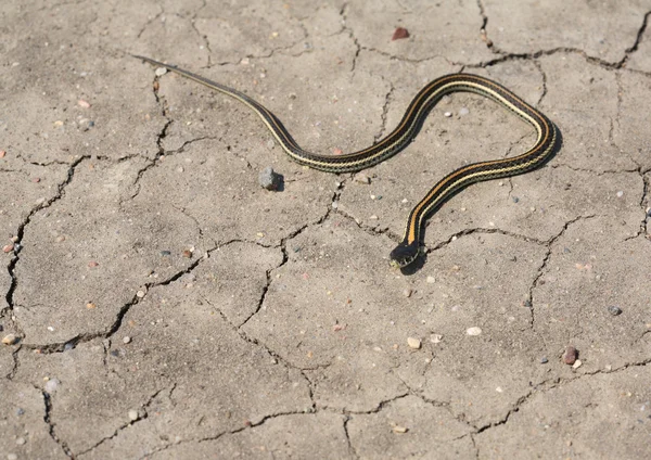 Змея-подвязка, пересекающая Саскачеванскую дорогу — стоковое фото