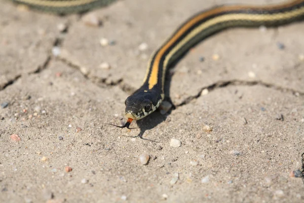 Baby garter snake on a Saskatchewan road — Stock Photo, Image