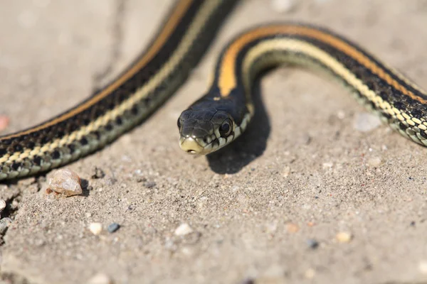 Baby garter snake on a Saskatchewan road — Stock Photo, Image