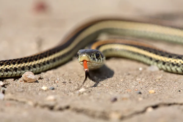 Saskatchewan yolda bebek garter yılanı — Stok fotoğraf