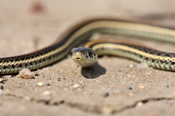 Змея-подвязка на дороге в Саскачеван — стоковое фото