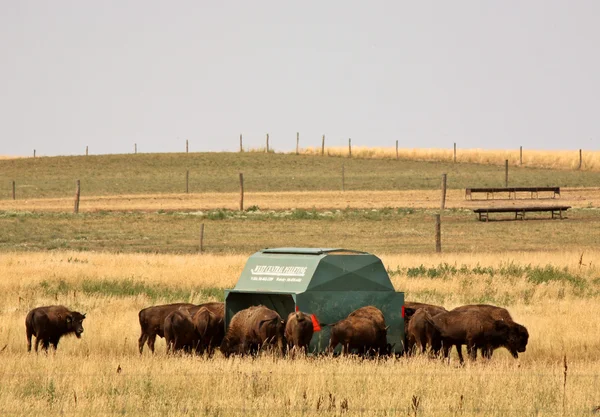 Bisonti raccolti intorno a un alimentatore in senic Saskatchewan — Foto Stock