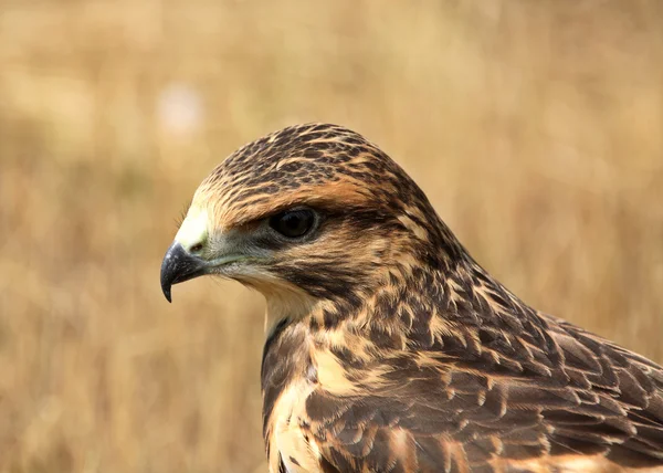 Fledgling hawk on ground in scenic Saskatchewan — Stock Photo, Image