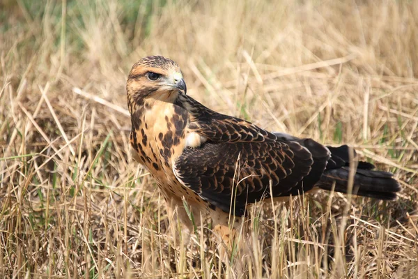 Jonge hawk op grond in schilderachtige saskatchewan — Stockfoto