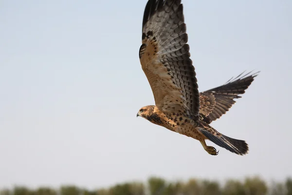 Fledgling hawk in flight in scenic Saskatchewan — Stock Photo, Image
