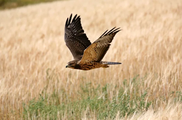 Fledgling hawk in flight in scenic Saskatchewan — Stock Photo, Image