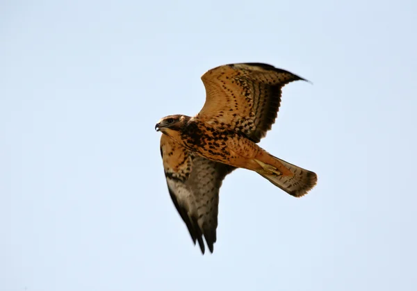 Jonge hawk in vlucht in schilderachtige saskatchewan — Stockfoto