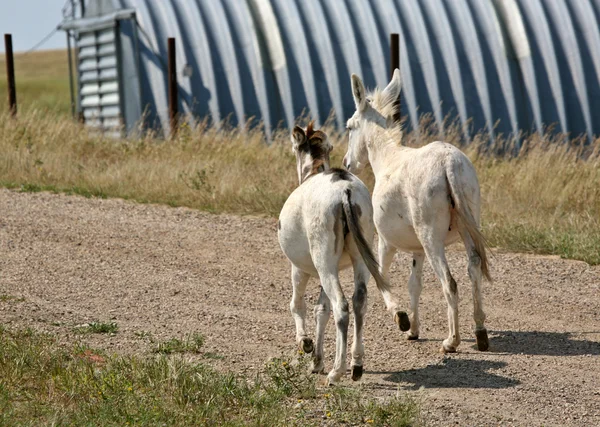 Dos mulas jóvenes caminando a lo largo de un camino rural —  Fotos de Stock