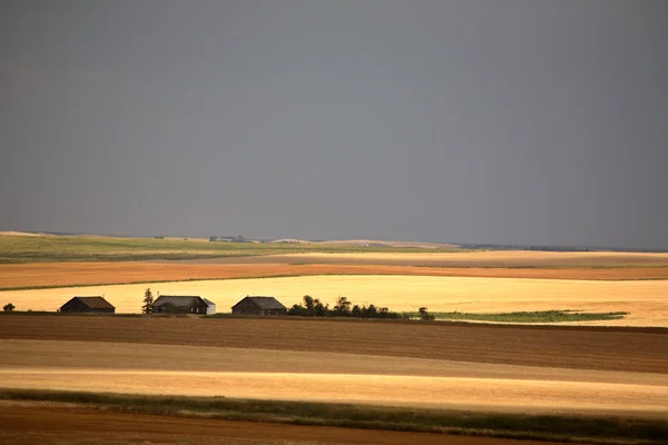 Prairie yaz sahne — Stok fotoğraf