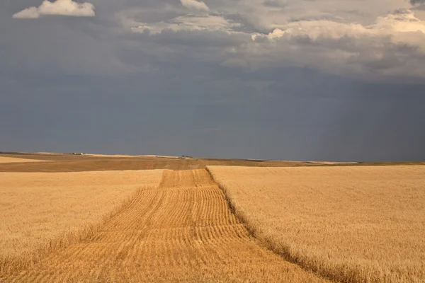 Χωράφια με το σιτάρι και τα σύννεφα της καταιγίδας, στο γραφικό saskatchewan — Φωτογραφία Αρχείου