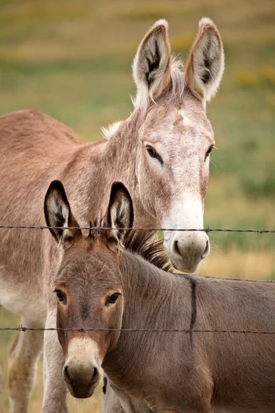 Mother and young donkey in scenic Saskatchewan — Stock Photo, Image