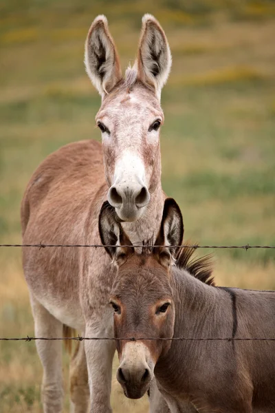 Moeder en jonge ezel in schilderachtige saskatchewan — Stockfoto