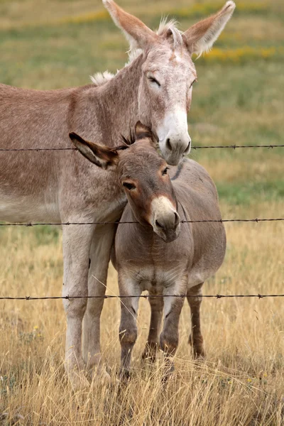 Mother and young donkey in scenic Saskatchewan — Stock Photo, Image