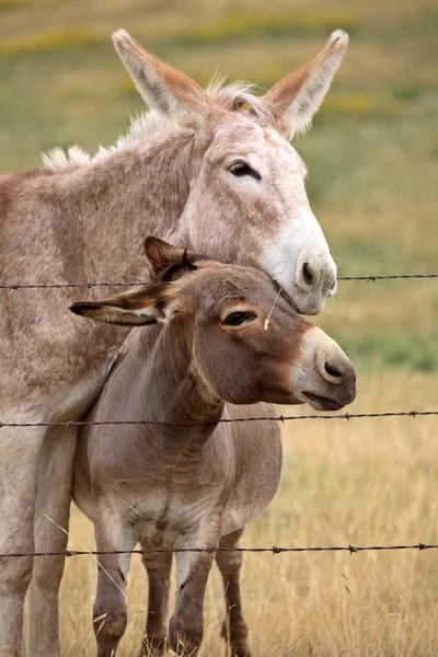 Madre y joven burro en el pintoresco Saskatchewan —  Fotos de Stock