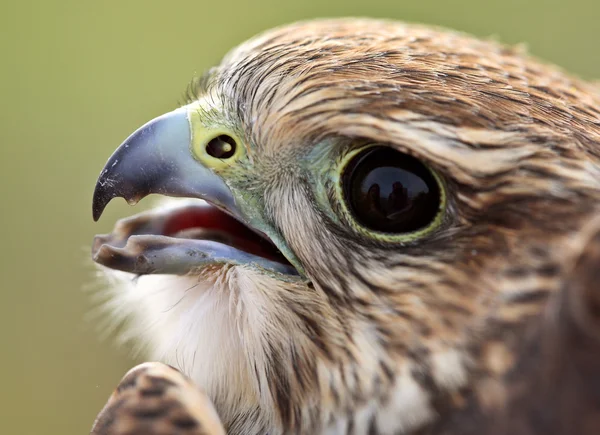 stock image Close up of young Merlin in scenic Saskatchewan