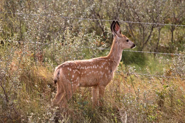 Mule Deer fawn near a Saskatchewan barbed-wire fence — Stock Photo, Image