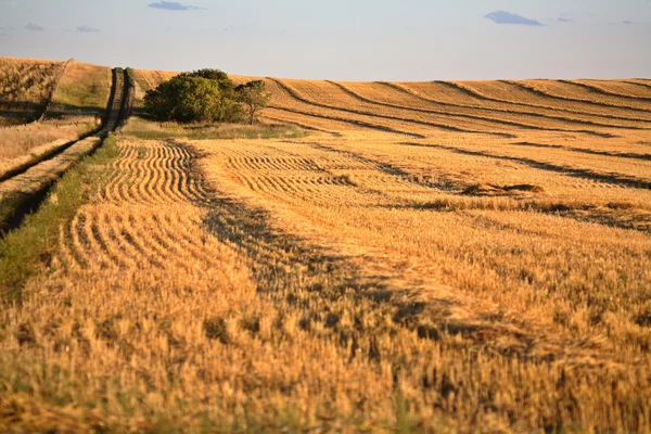 Getreideschwaden im malerischen Saskatchewan — Stockfoto