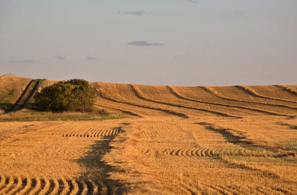 Getreideschwaden im malerischen Saskatchewan — Stockfoto