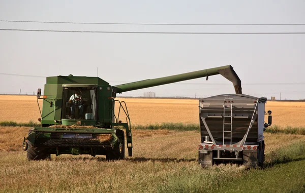 Agricoltore riempiendo un camion di grano in Saskatchewan scenico — Foto Stock