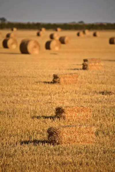Straw bales in a Saskatchewan field — Stock Photo, Image