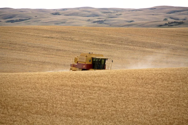 किसान दृश्य सस्केचेवान में अपनी फसल की फसल काट रहा है — स्टॉक फ़ोटो, इमेज