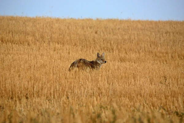 Young Coyote in a Saskatchewan field — Stock Photo, Image