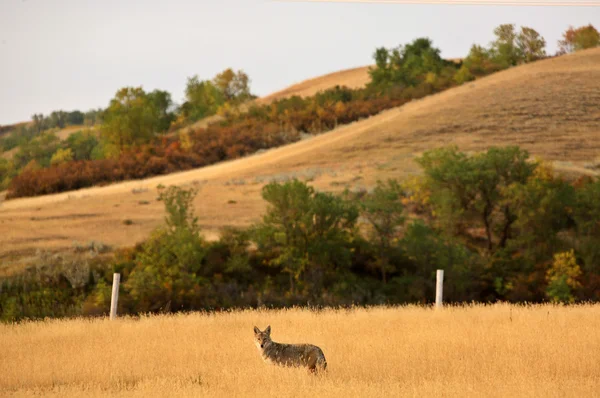 Giovane coyote in un campo di Saskatchewan — Foto Stock