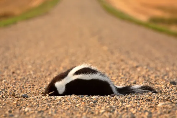 Dead skunk in the middle of a Saskatchewan country road — Stock Photo, Image