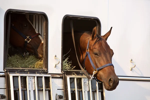 参加比赛的马匹，从他们的拖车的窗口望出去 — 图库照片