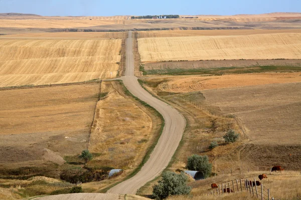 Vista panoramica dei campi coltivati del Saskatchewan — Foto Stock