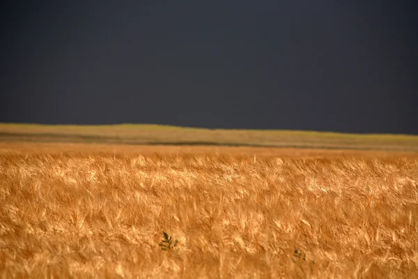 Campo de trigo com nuvens de tempestade à distância — Fotografia de Stock
