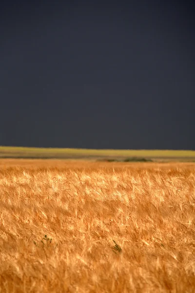 Поле пшениці з штормовими хмарами на відстані — стокове фото