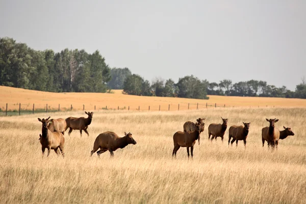 Herd of farm elk in scenic Saskatchewan — Stock Photo, Image