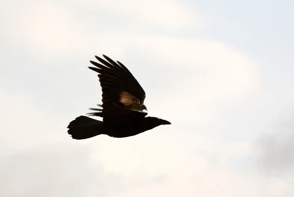 Vrána bytí ridden menší pták v malebném saskatchewan — Stock fotografie