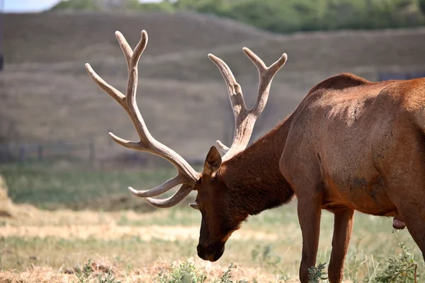 Farm elk with large antlers in scenic Saskatchewan — Stock Photo, Image