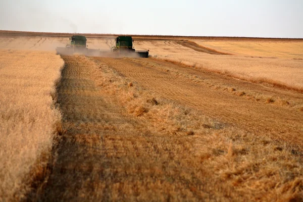 Combines harvesting a Saskatchewan grain crop — Stock Photo, Image