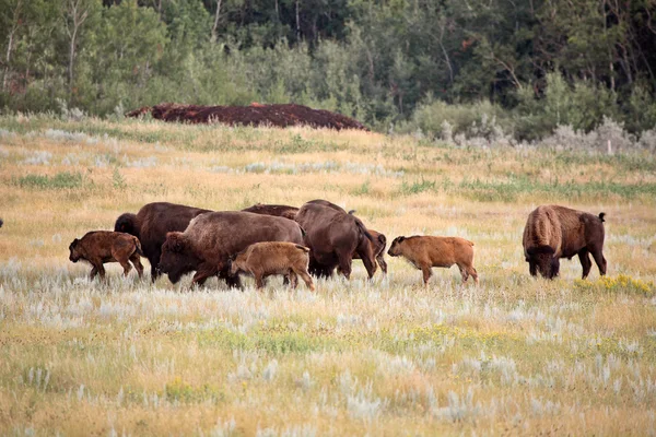 Piccolo branco di bisonti con vitelli nel panoramico Saskatchewan — Foto Stock